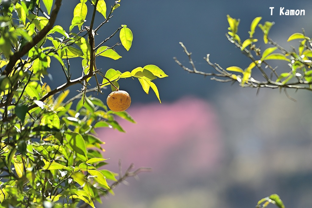 里山の初春①