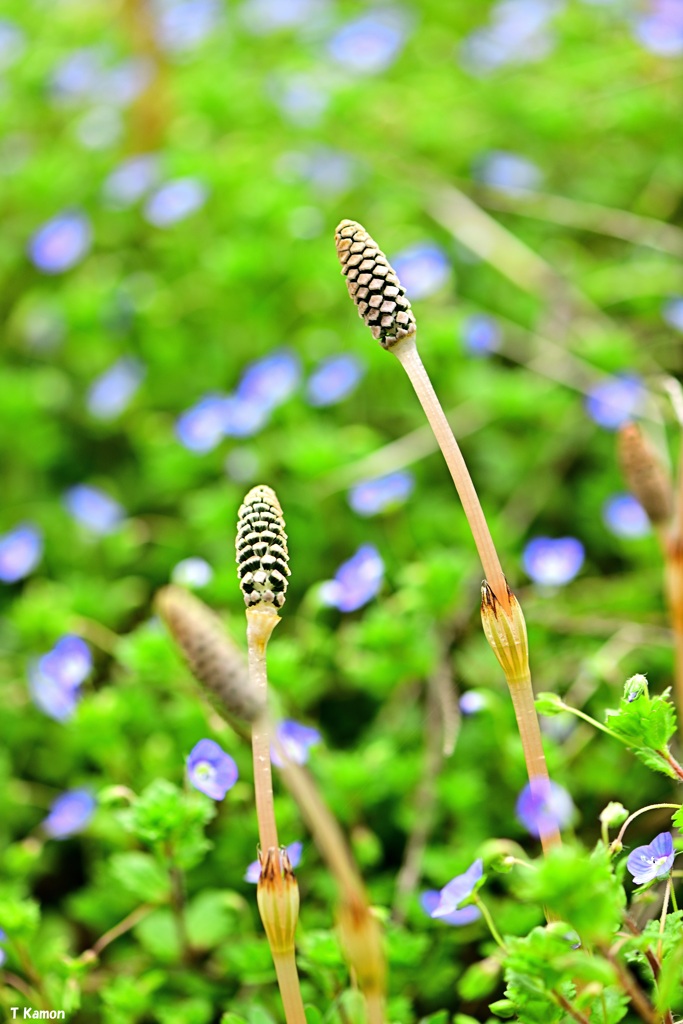 春の花②
