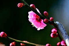 紅梅