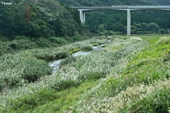 ススキの風景