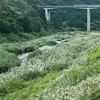 ススキの風景