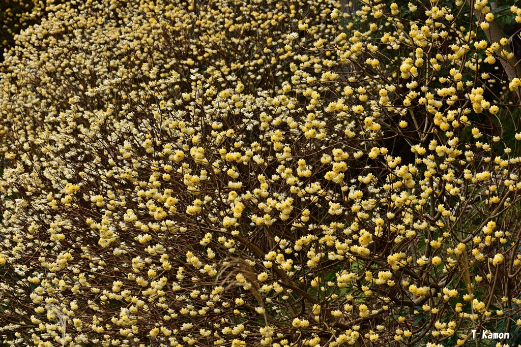 望遠で狙う～ミツマタの花