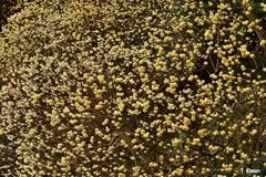 望遠で狙う～ミツマタの花