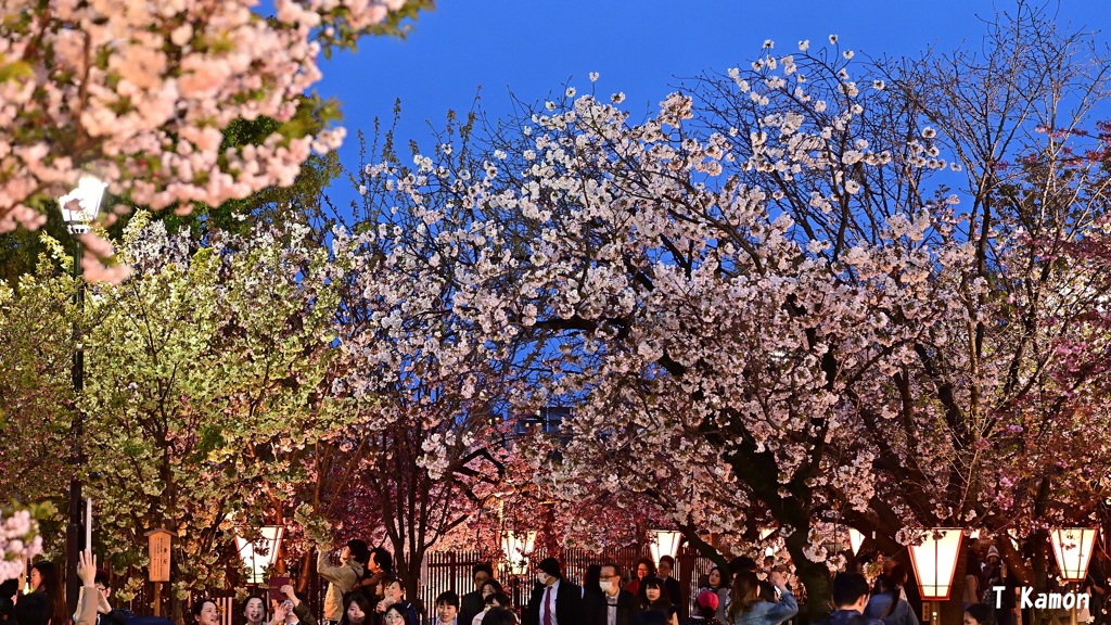 夜桜に笑顔