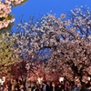 夜桜に笑顔