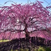 逆光の枝垂れ梅の花