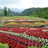 お花畑