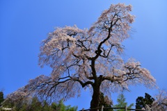 枝垂れ桜～極楽寺②