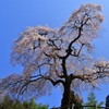 枝垂れ桜～極楽寺②