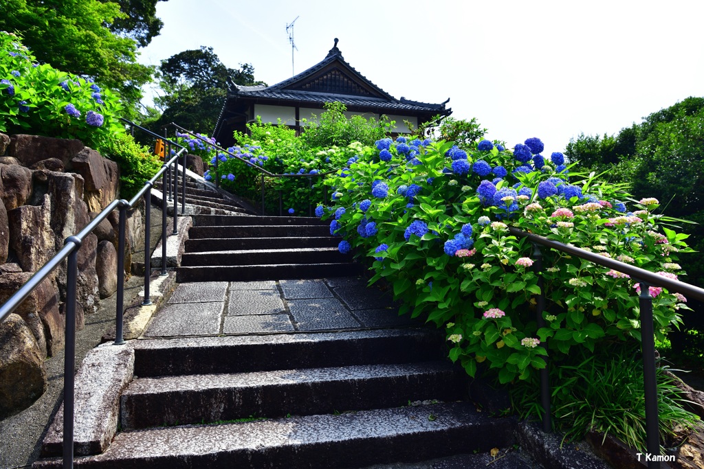 紫陽花寺