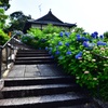 紫陽花寺