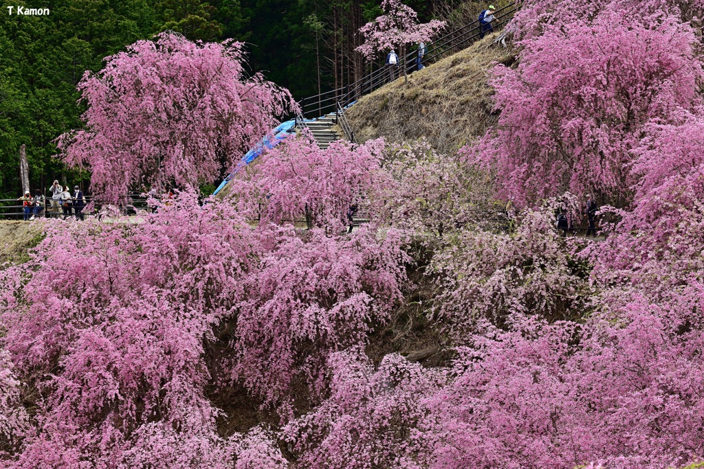 高見の郷～千本のしだれ桜②