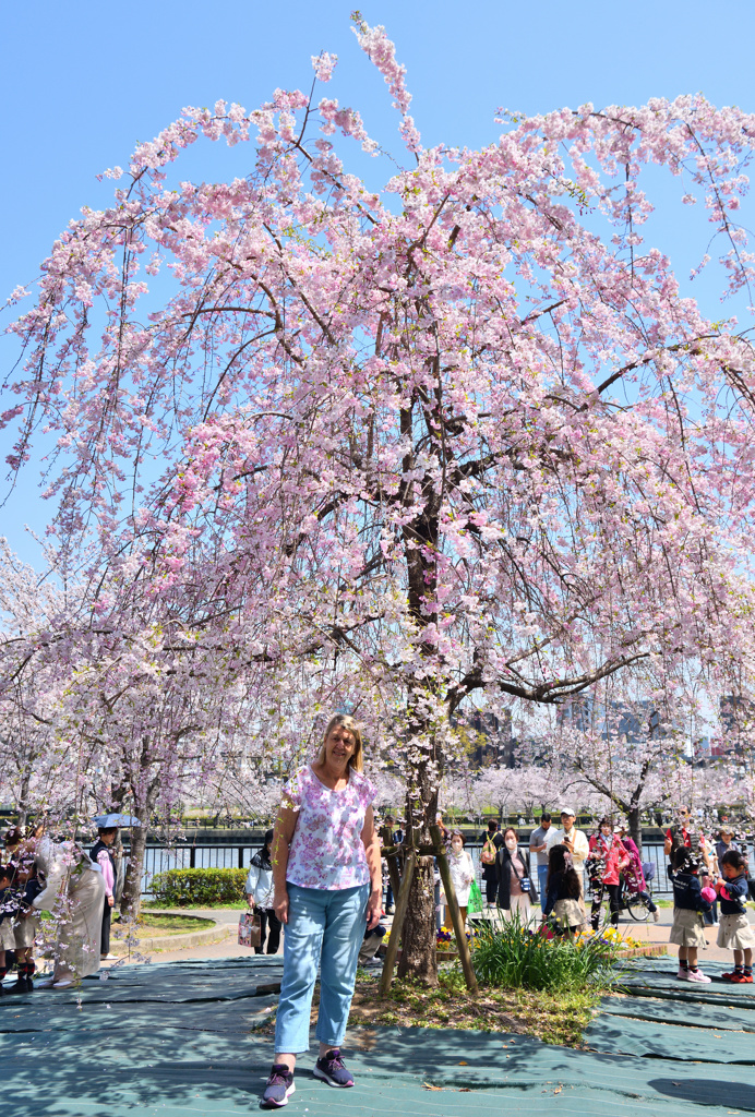 「Japan is beautiful」
