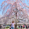 「Japan is beautiful」