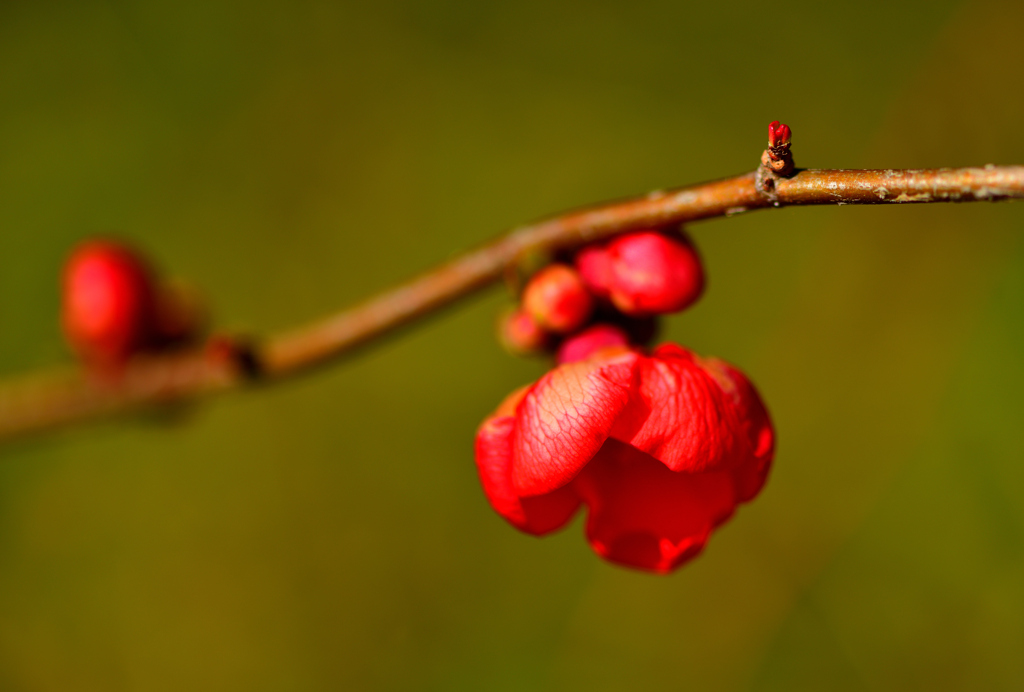 木瓜