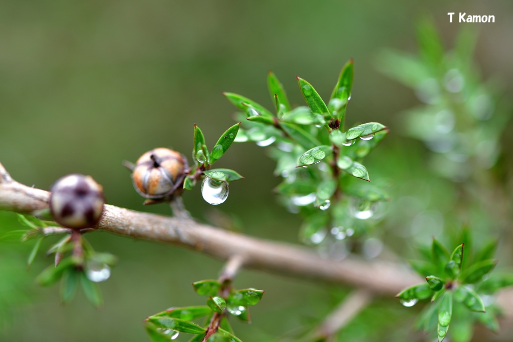 雨　粒②