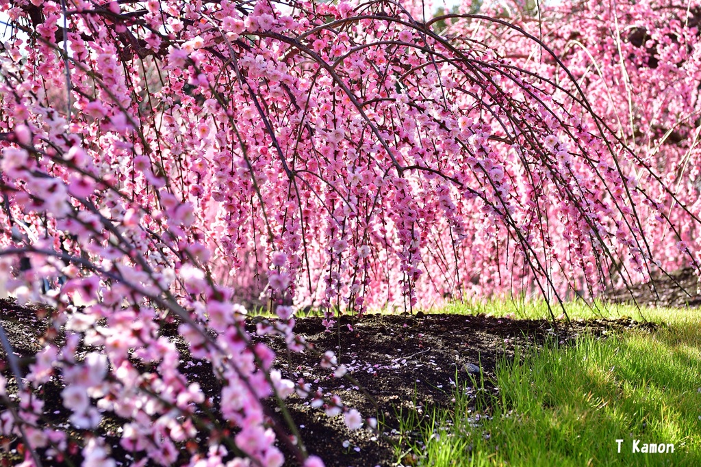 陽だまりの花①