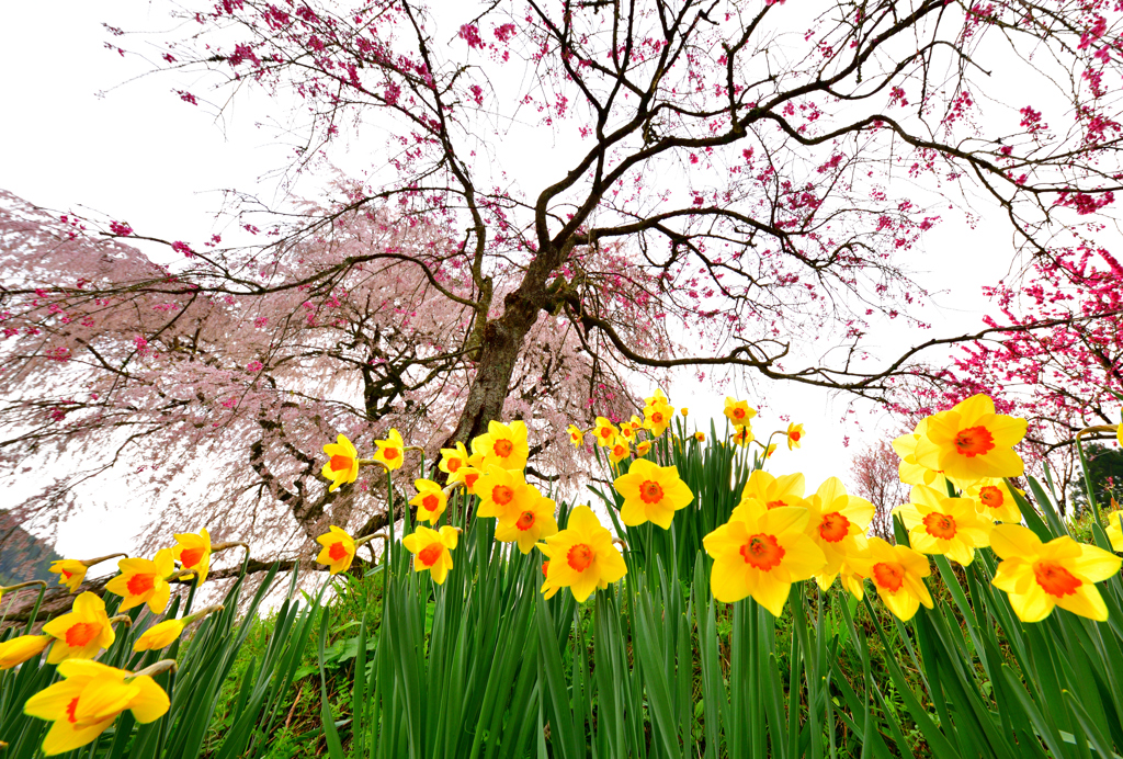 水仙と桃と桜