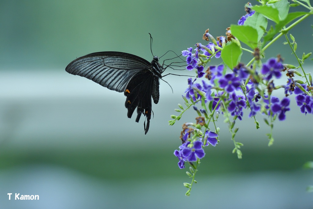 紫の花に黒い蝶 By かもんチャン Id 写真共有サイト Photohito