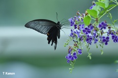 紫の花に黒い蝶