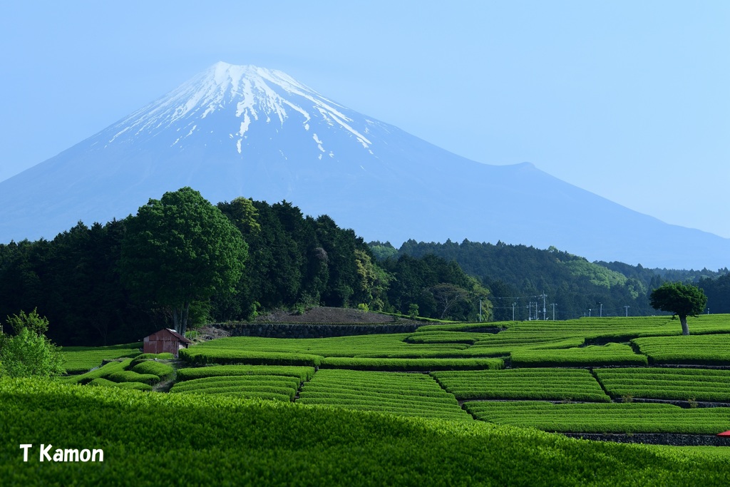 茶畑と富士山