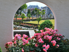 荒牧バラ公園➍