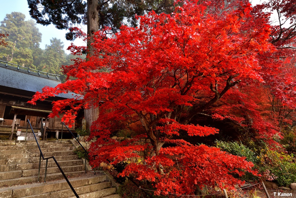 深紅のオオモミジ