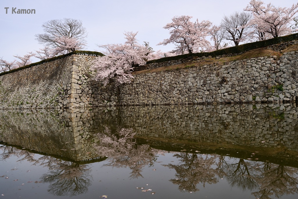 城と桜④