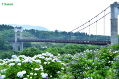 紫陽花に架かる橋