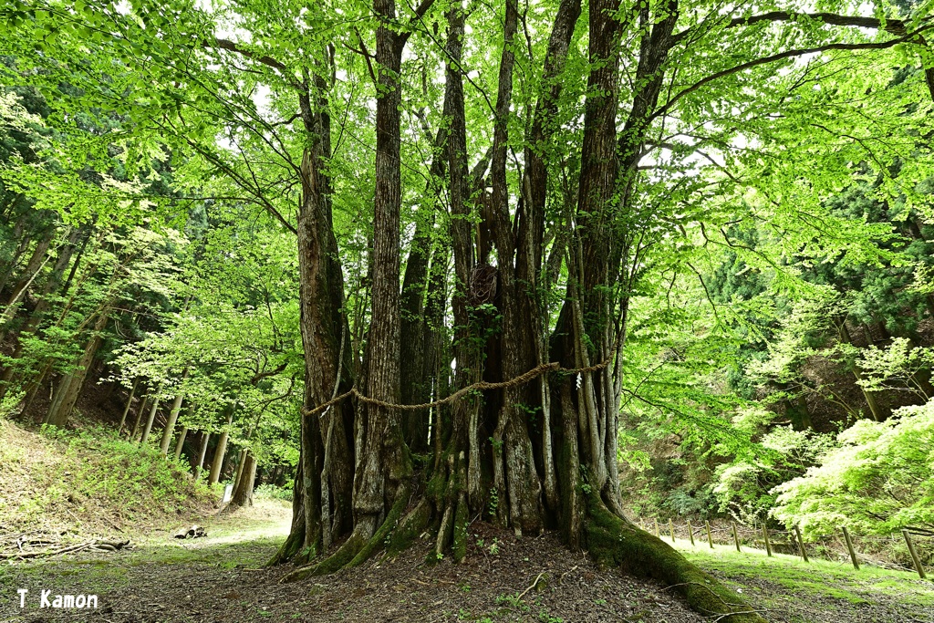 大木さん