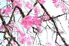 枝垂れ桜～大野寺②