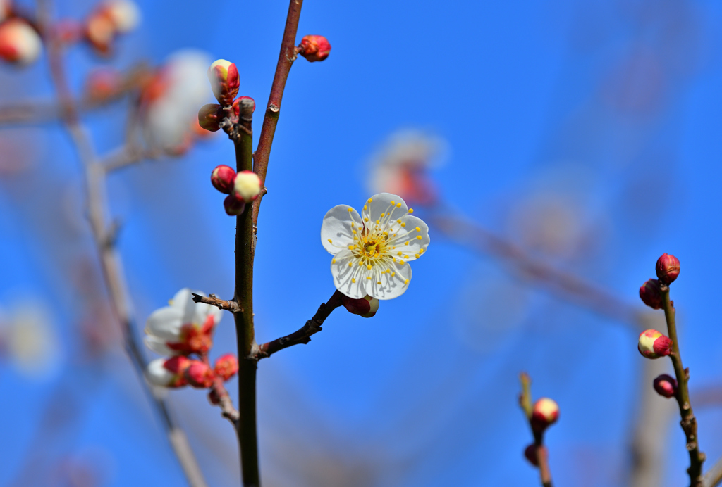 一輪の白梅
