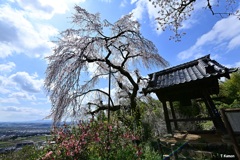 「老いた」桜①