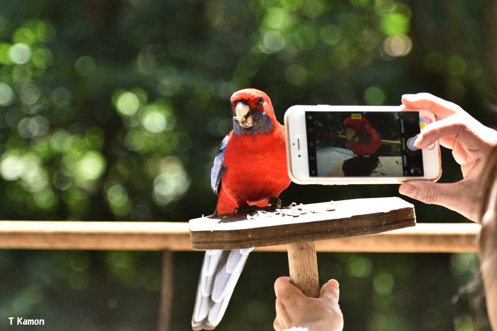 赤いインコ④～「はい、ポーズ」