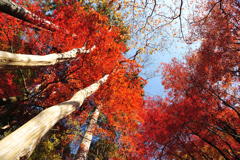 空から降ってくる秋(紅葉の風景⑦)