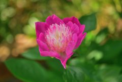 芍薬③