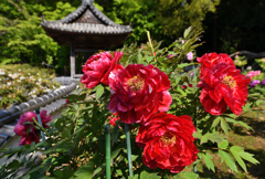 ぼたん寺