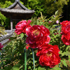 ぼたん寺