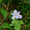 木陰に咲く