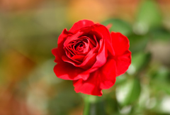 秋薔薇三色①