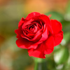 秋薔薇三色①