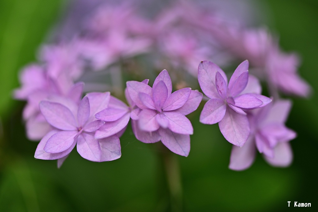 薄紅の七段花