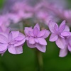 薄紅の七段花