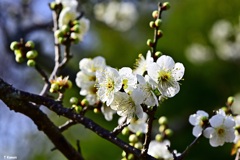 白梅