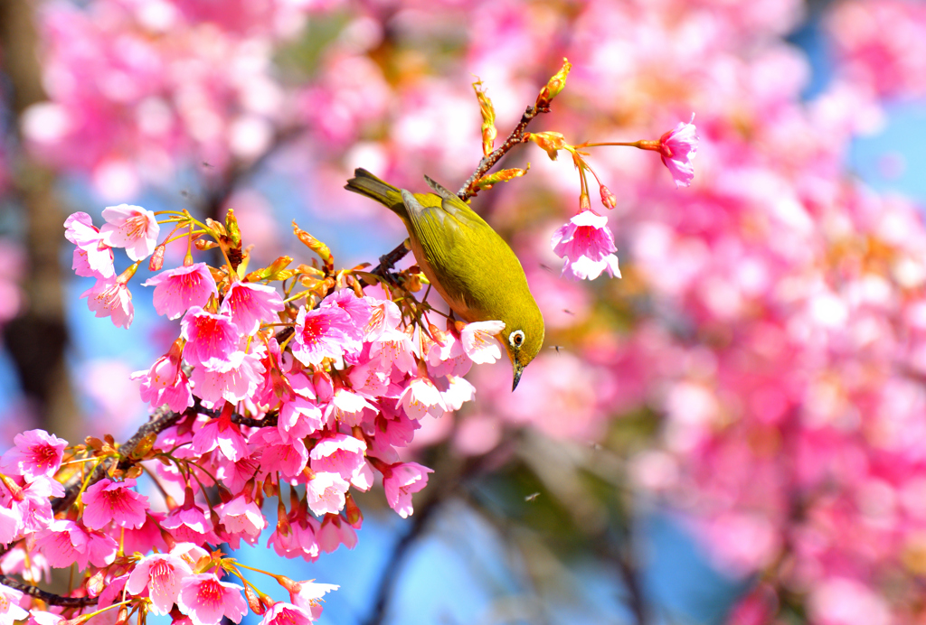 蜜はどこ