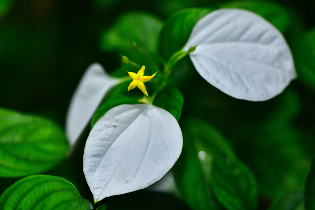 ハンカチの花「コンロンカ」
