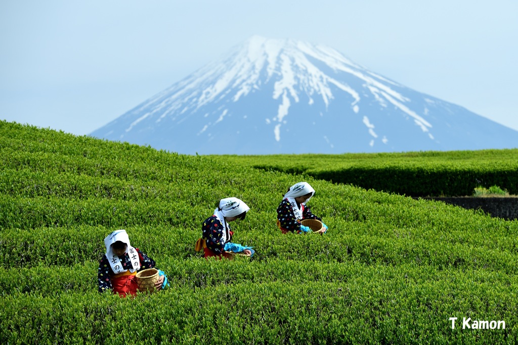 茶摘み娘と富士山 By かもんチャン Id 写真共有サイト Photohito