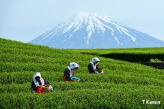 茶摘み娘と富士山②