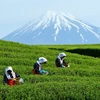 茶摘み娘と富士山②