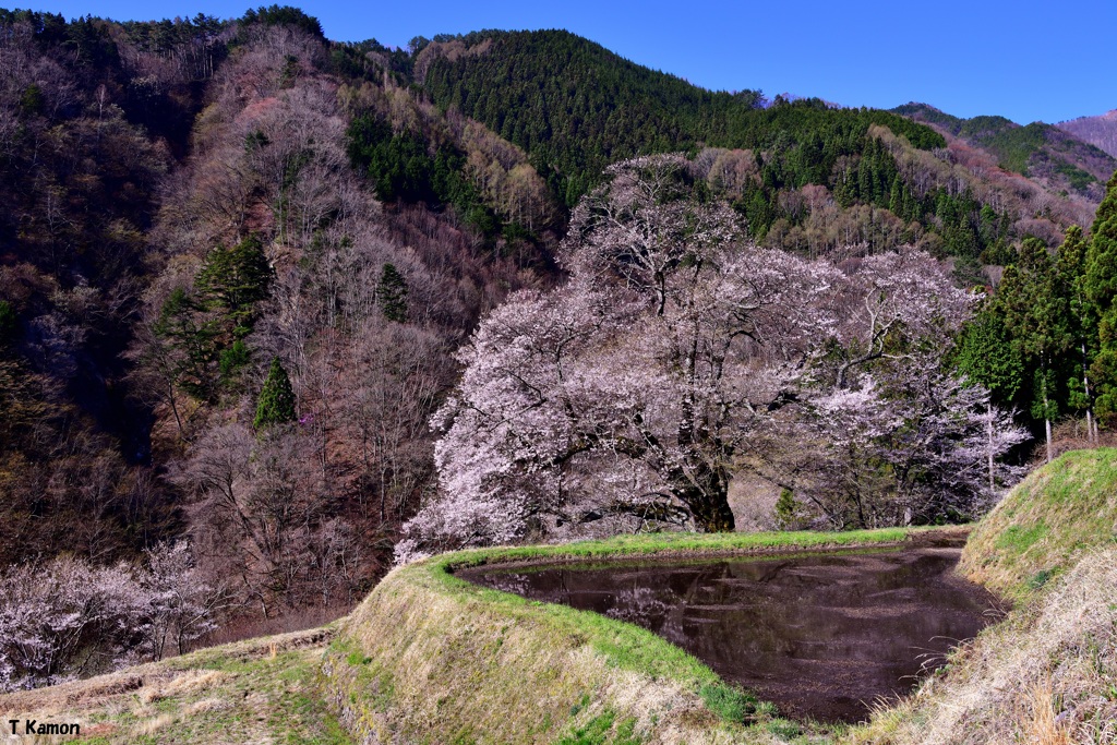 駒つなぎの桜